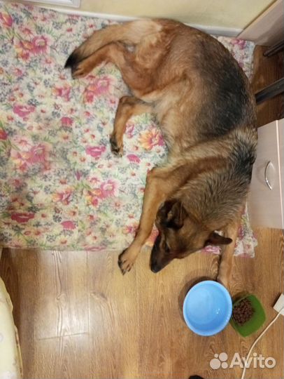 Продам щенков