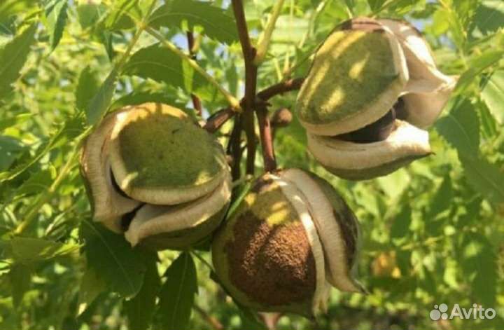 Чекалкин орех