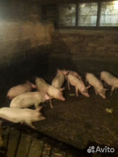 Поросята