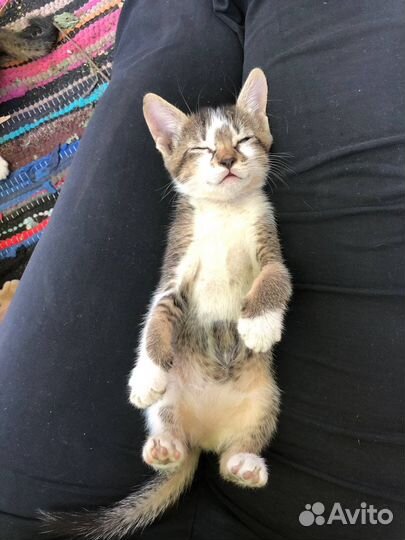 Котёнок девочка в добрые руки