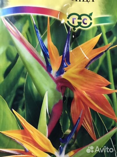 Стрелиция королевская