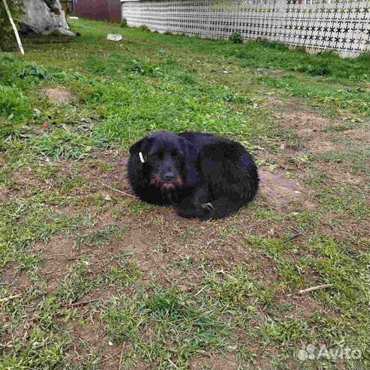 Собаки бесплатно в добрые руки