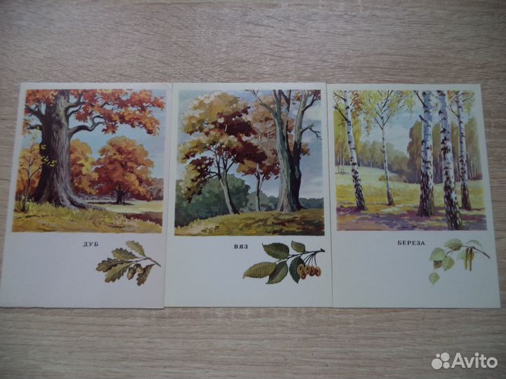 Русский лес