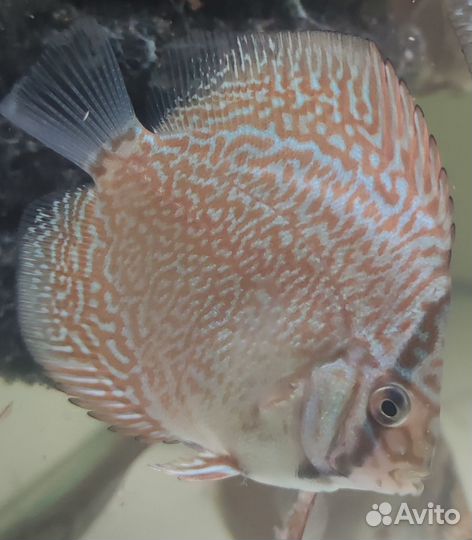 Пантера дискус