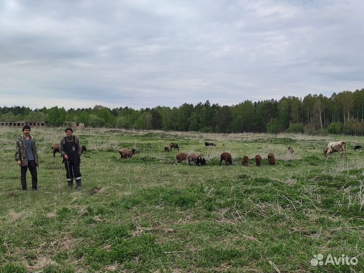 Овцы на разведение и бараны на мясо