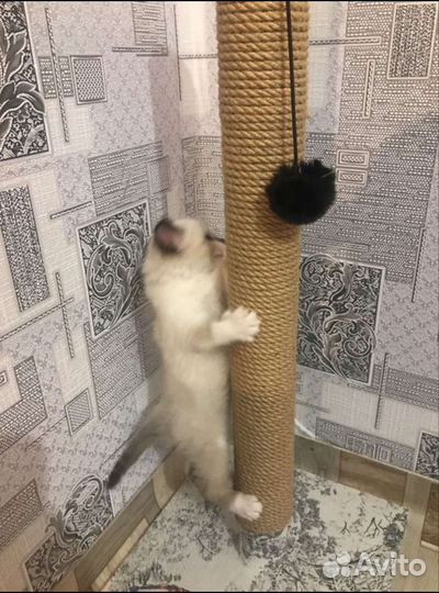 Когтеточка столбик