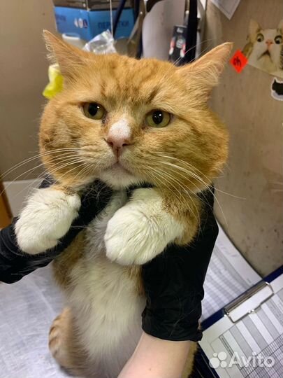 Котик в добрые руки