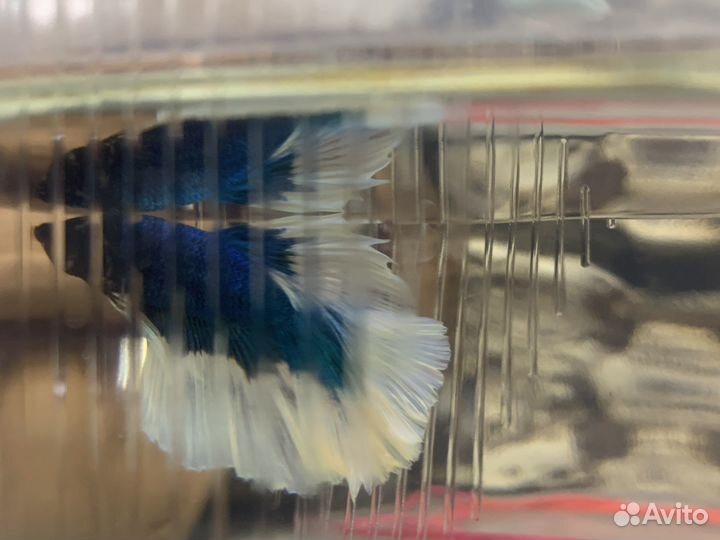 Аквариумные рыбки « Петушок»