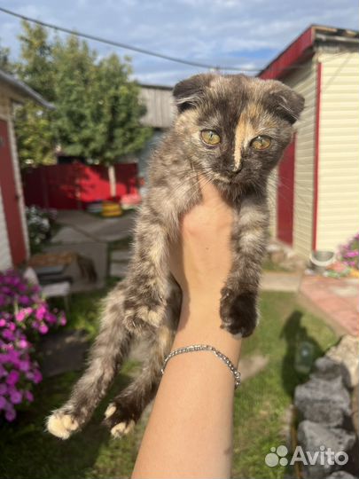 Котёнок