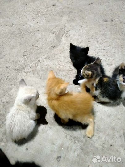 Котята отдам в добрые руки бесплатно