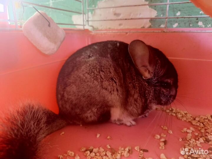 Шиншилла с клеткой