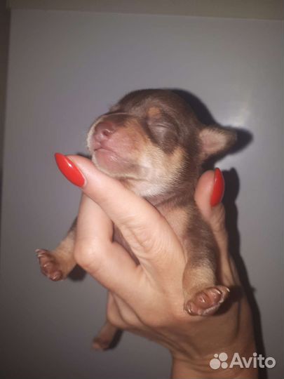 Мини Русский той