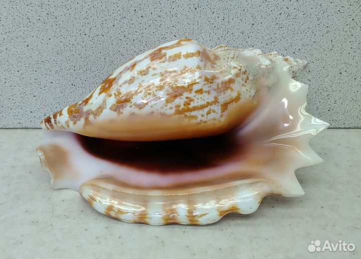 Стромбус Синуатус 10,7 морская ракушка раковина