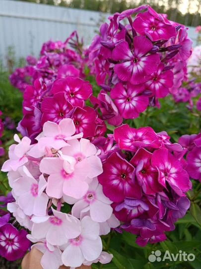 Флоксы сортовые