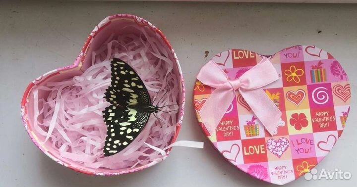 Живая бабочка в коробочке сюрприз подарок