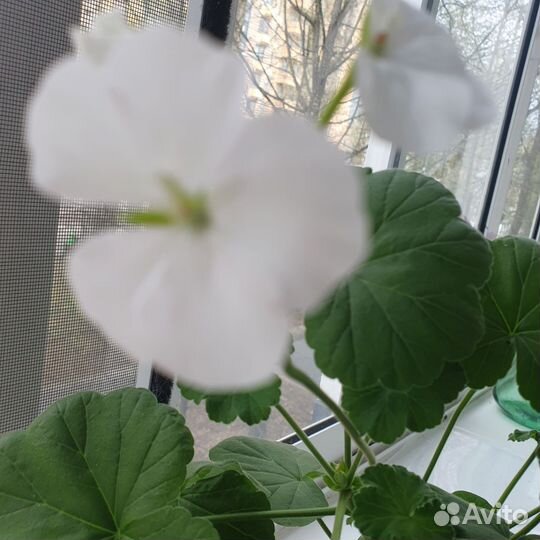Герань пеларгония белая