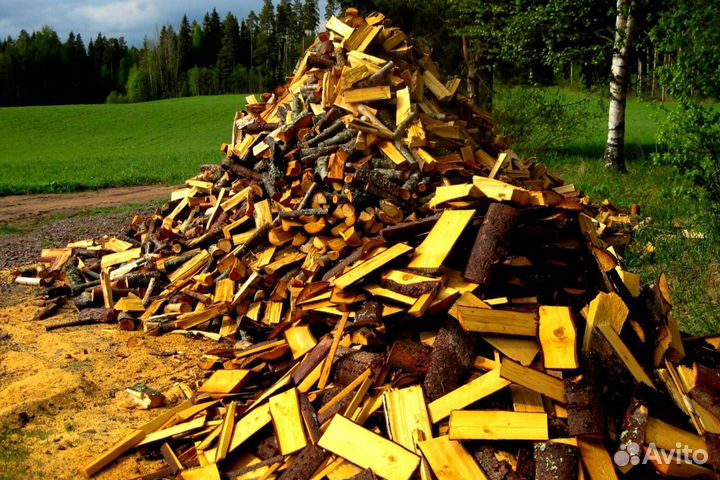 Береза на выбор