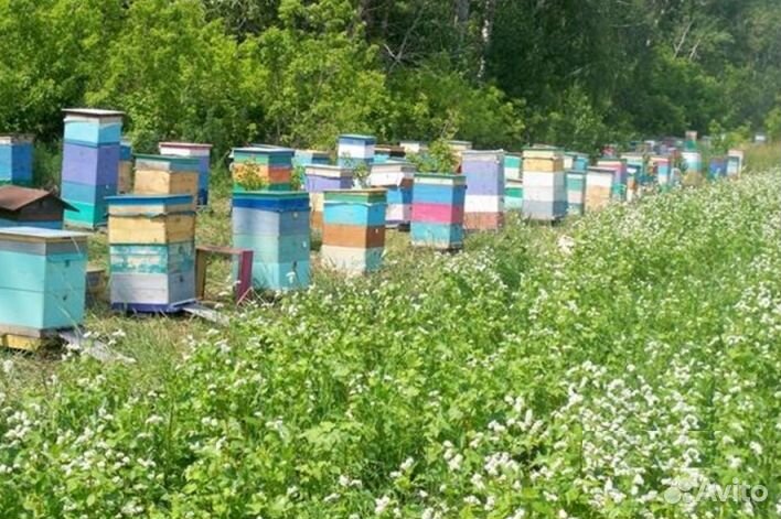 Мёд натуральный алтайский оптом от 16кг