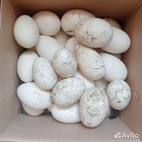 Яйцо гусиное инкубационное