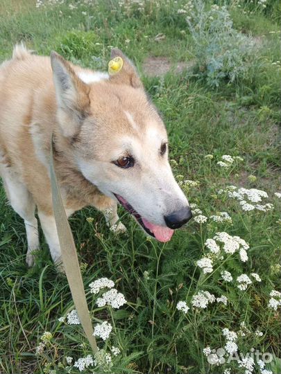 Метис лайки