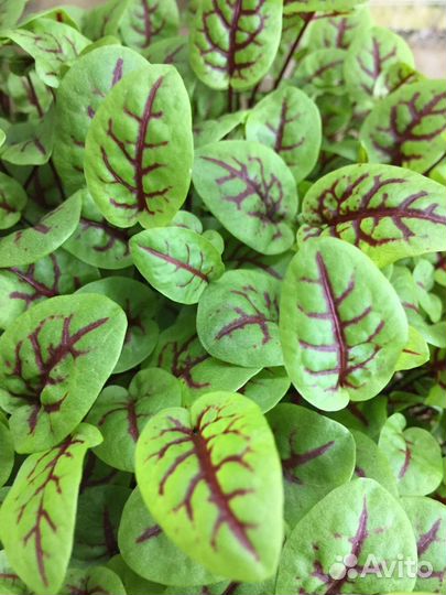 Микрозелень