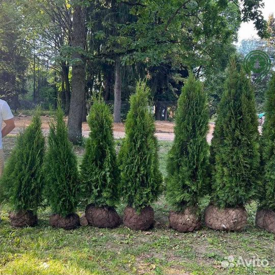 Туя брабант из питомника