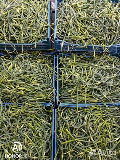 Стрелка чесночная