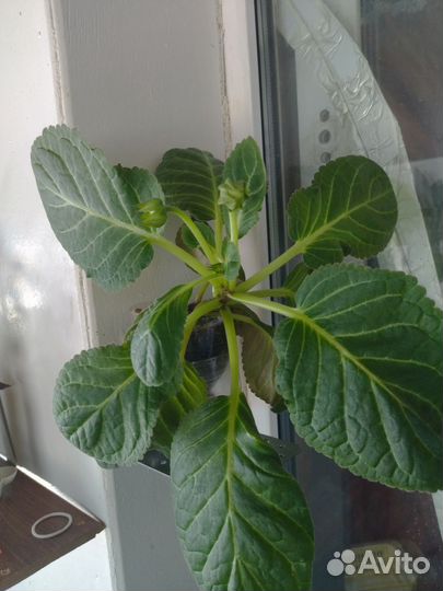 Гибискус китайская роза