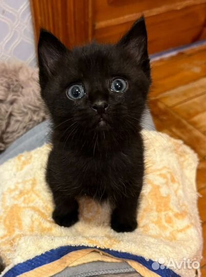 Котенок