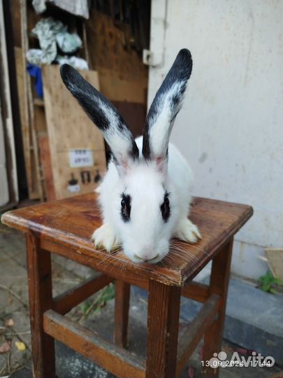 Кролики мясных пород