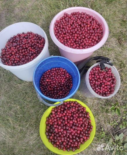 Вишня свежая ягода