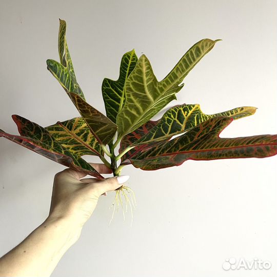 Кротон (Кодиеум пёстрый)