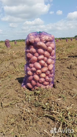 Продам картофель