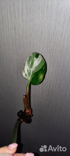 Филодендрон