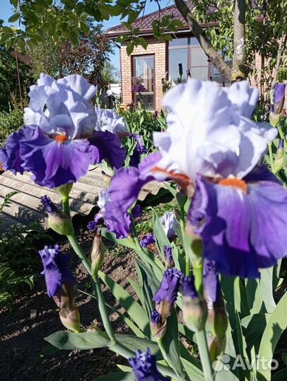 Ирисы