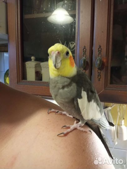 Говорящий ручной корелла+ игровой стенд