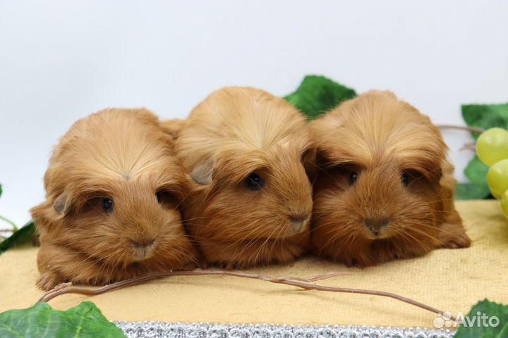 Морские свинки