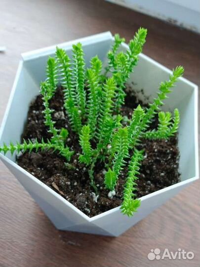 Красуала плауновидная