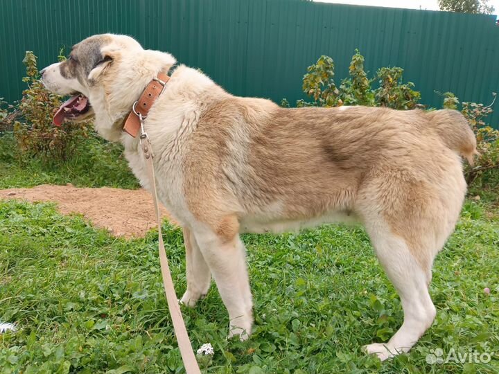 Алабай сука