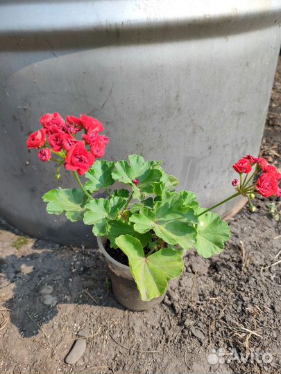 Пеларгония герань