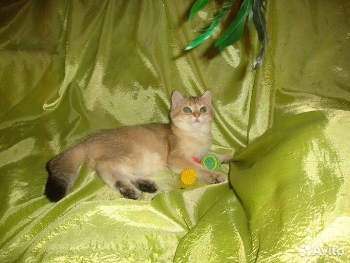 Зеленоглазая лисичка