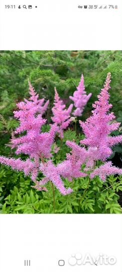 Астильба саженцы