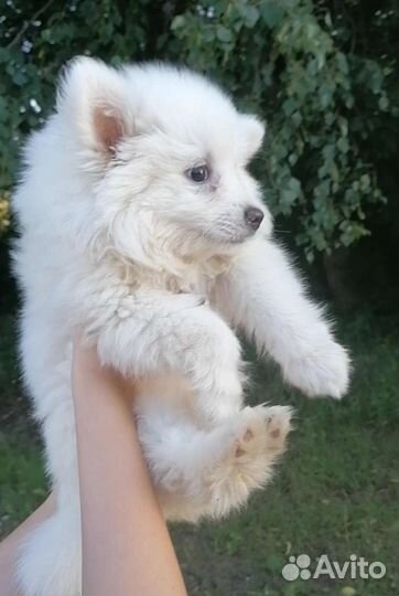 Собака