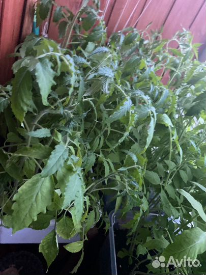 Рассада помидор/перец красный болгарский