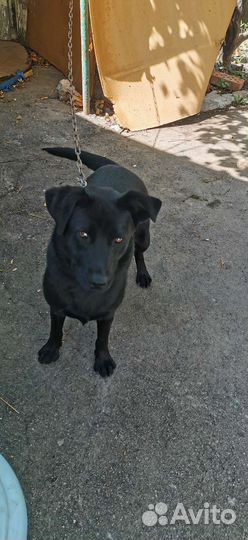 Собаки бесплатно