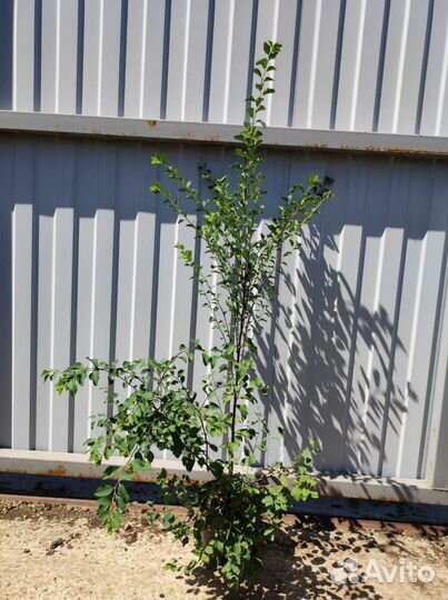 Спирея вангутта