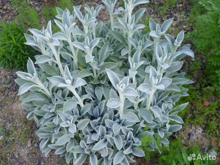 Многолетники