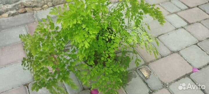 Гипеаструм, синсевьера, папоротник и другие цветы