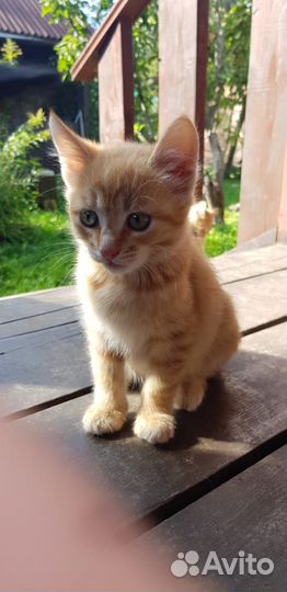 Кошки в добрые руки