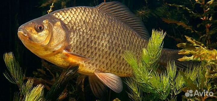 Живец для рыбалки